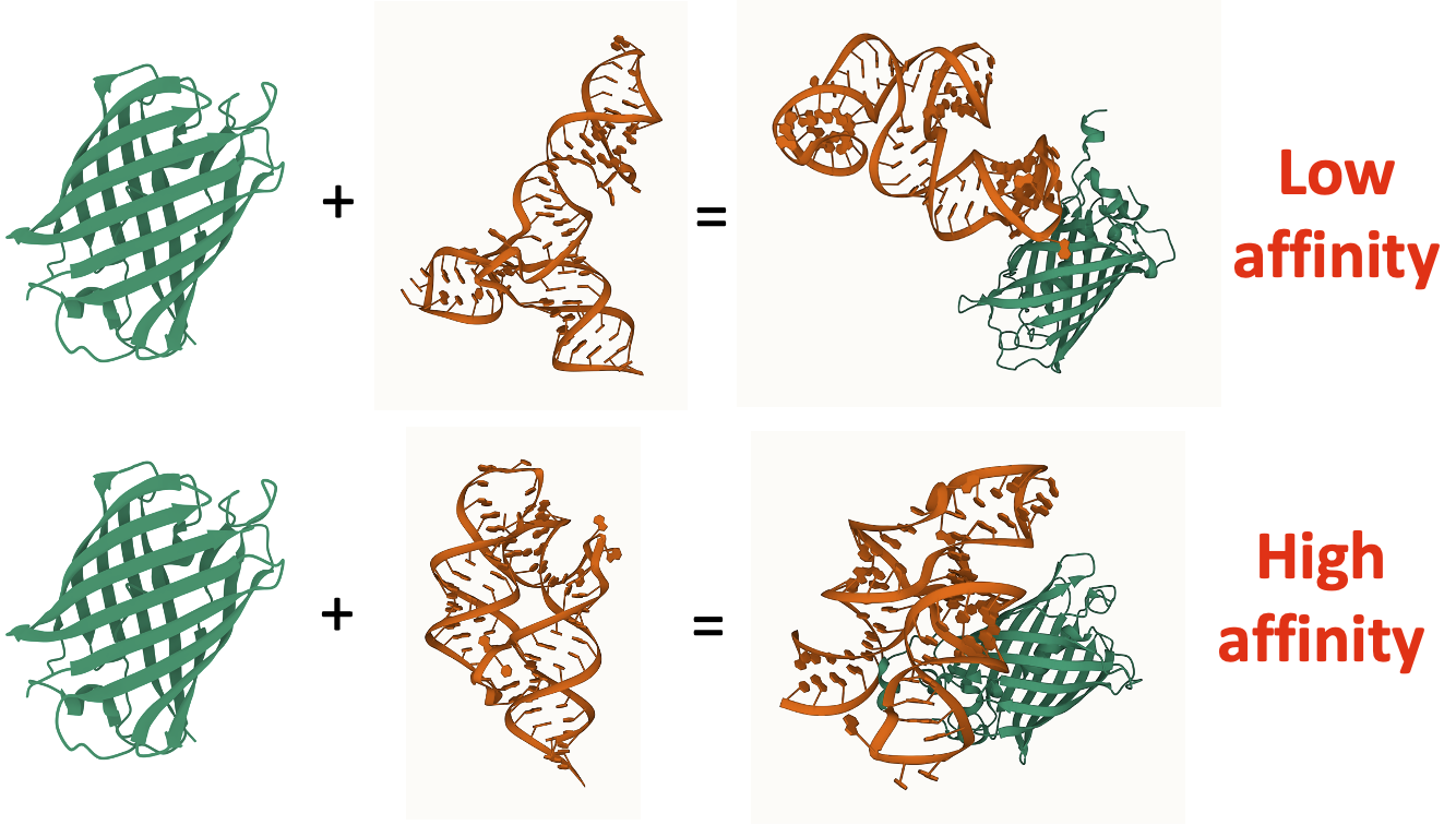 Figure 1: Comparison between two aptamer candidates on GFP.|scale=0.5
